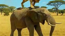 Lion_on_Elephant’s_Back__BIG_Mistake!(360p)