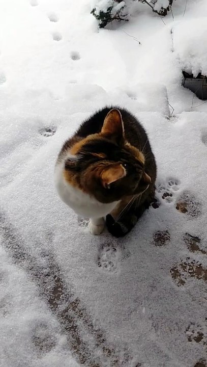 My Cat vs Snow… Her Face Says Everything ❄️🐱😂 #cats #funny #snow #winter #viralcats