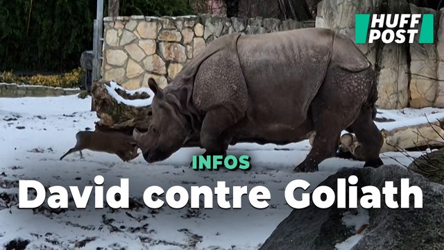 Ce petit cerf n’a pas hésité à charger un rhinocéros (et il y a une raison)