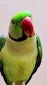 Talking Parrot l Parrot sound l Parrot Talking #parrot #parrots #birds #bird #talking_parrot #parrot_sound