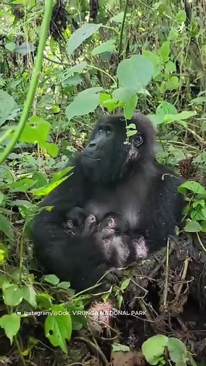 Gorila Gunung di Virunga Lahirkan Bayi Kembar Jantan