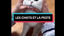 Les chats et la peste