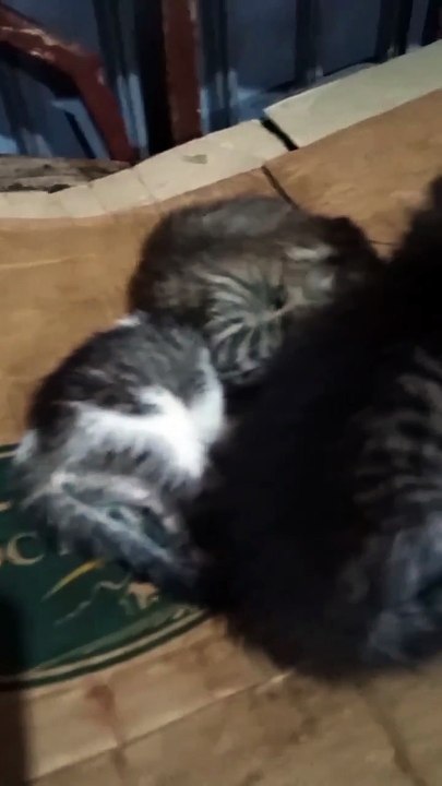 #cat Chat 🐈🐈القطة تلعب مع ابناؤها