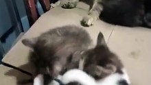 #Chat 🐈🐈القطة تلعب مع ابناؤها