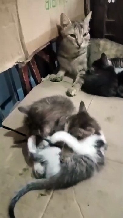 #Chat 🐈🐈القطة تلعب مع ابناؤها