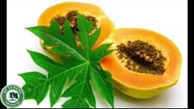 Benefits and uses of papaya