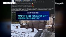 사슴 vs 코뿔소…박치기 승자는?