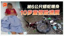 10岁童被巨蟒咬腿缠颈 兄叔与蛇对抗30分钟救一命
