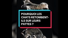 La chute des chats