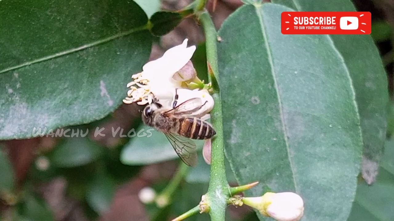 Friendly Bee on my lemon tree