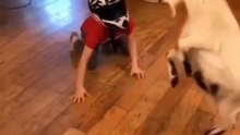 funny videos about animals
