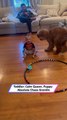 Toddler vs Puppy vs Toy Crab — This Chaos Is Too Cute|| Heartsome 💖