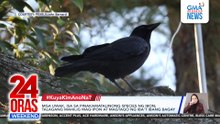 Crow cashes in on snatched banknotes | 24 Oras Weekend