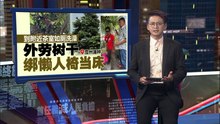 这棵树上竟“藏”着个家？ 失业又无家可归    外劳住树上半年