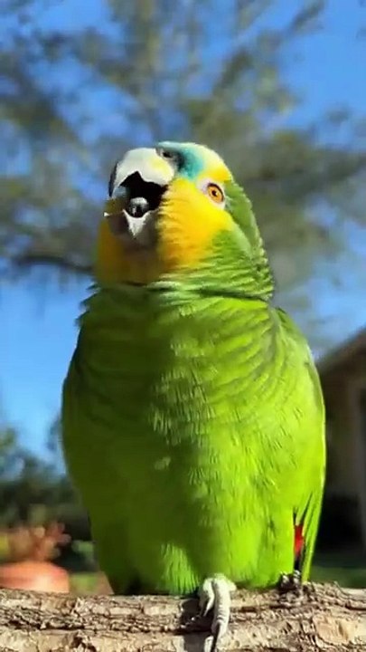 Cute parrot