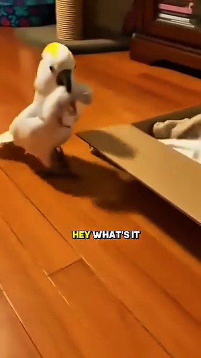Cute cat and parrot