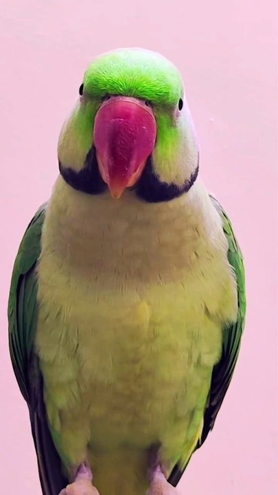 talking parrot l parrot sound Parrot l Talking #parrot #parrots #parrottalking