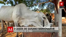 Detectan tres casos de gusano barrenador en Tamaulipas en solo 10 días