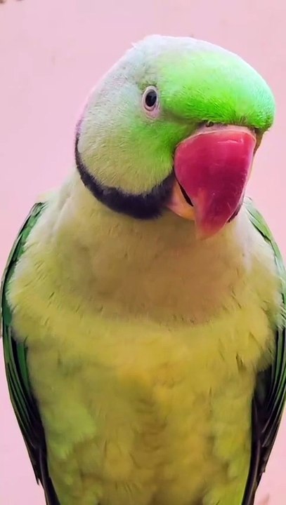 Talking Parrot l Parrot sound l Parrot Talking #parrot #parrots
