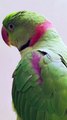 Talking Parrot l Parrot sound l Parrot Talking #parrot #parrots