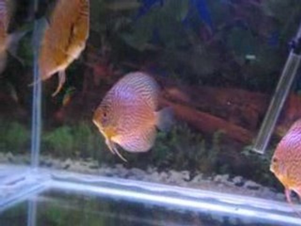 Discus Mazeler 12 aylık
