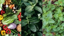 10 Perennial Vegetables & Herbs You Can Grow in Pots