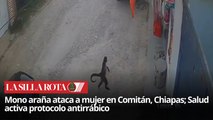 Ataque de mono araña en Chiapas alerta a autoridades sanitarias