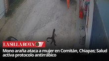 Ataque de mono araña en Chiapas alerta a autoridades sanitarias