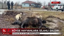 Erzincan'da at ve eşek silahla katledildi