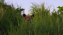 Grizzlies of Alaska