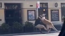 Man vs Kangaroo? The Biology Behind This Viral Standoff