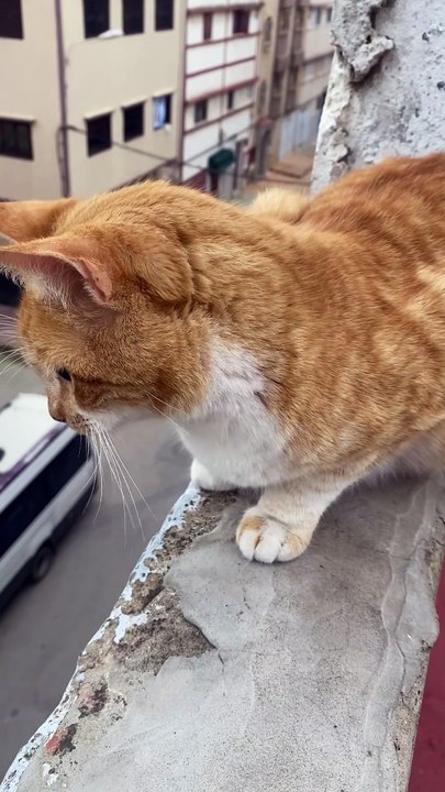 Un chat regarde par les fenêtres du toit