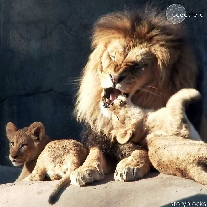 ¡Los leones_ en peligro de extinction.