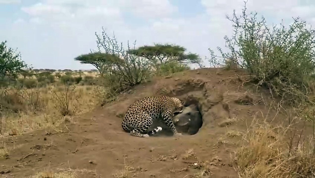 Two Warthogs Turn The Tables On The Leopard(720p)