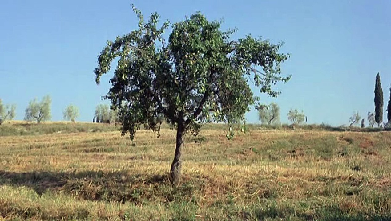 La notte di san Lorenzo - 1982 di Vittorio Taviani, Paolo Taviani (con Omero Antonutti, Claudio Bigagli, Margarita Lozano, Paolo Hendel)