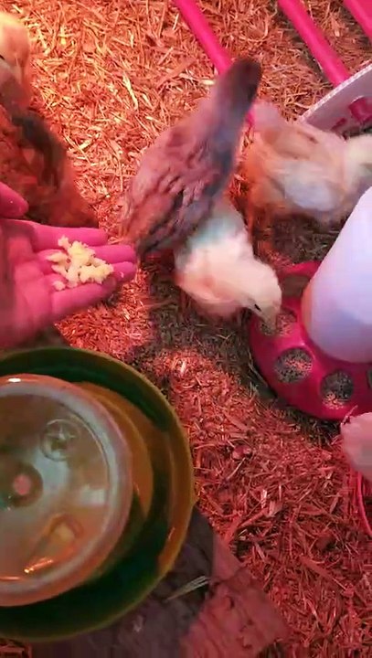 The chicks were a bit confused by the attempt at hand-feeding. %D%5 | #SparklegleamFarm #Chicken #farm #farmanimals #cute