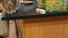 Cory: cat. Counter: sat. | #SparklegleamFarm #Cory #farm #cats #catlovers #cute