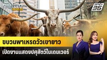 ขบวนพาเหรดวัวเขายาวเปิดงานแสดงปศุสัตว์ในเดนเวอร์ | ทันโลก EXPRESS | 11 ม.ค. 69