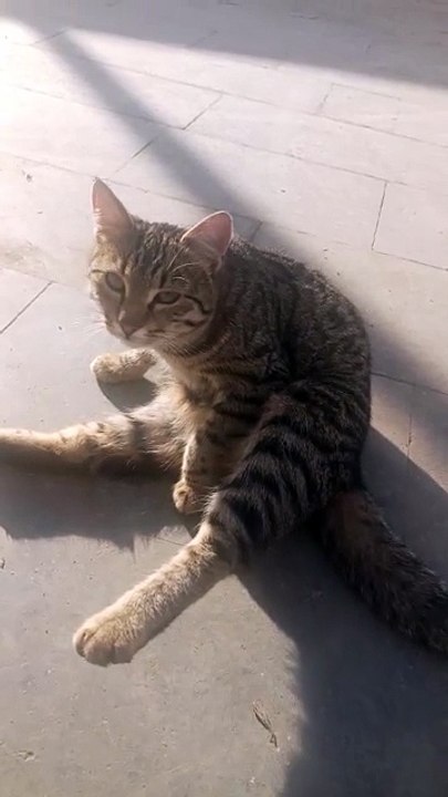 #super cat