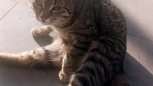#super cat