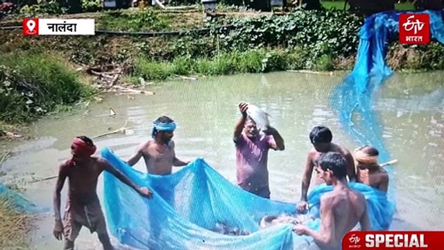 प्रोफेसर की नौकरी छोड़ी, आज मछली पालन से कर रहे छप्परफाड़ कमाई