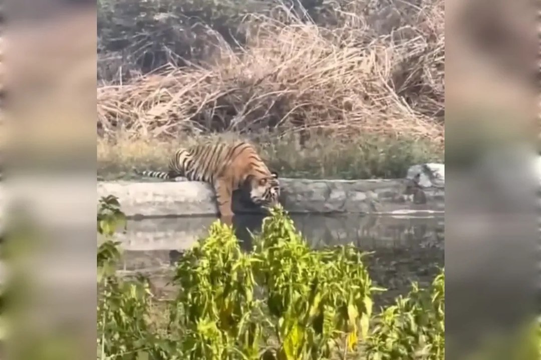 सरिस्का में टाइगर ‘युवराज’ की काला कुआं वॉटर पॉइंट पर लंबी साइटिंग से पर्यटक रोमांचित