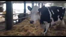 Cow: Trailer HD VO st FR/NL