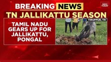 Tamil Nadu Prepares for Jallikattu Amid Pongal Festivities; Bulls and Tamers Get Special Training