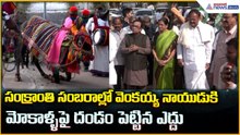 Venkaiah Naidu Attends Sankranti: వెంకయ్య నాయుడుకి మోకాళ్ళ పై దండం పెట్టిన ఎద్దు | Asianet Telugu