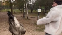 Ostrich gets obsessed with girl’s fur coat and refuses to let her go