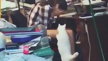 video lindo sobre o amor aos animais