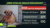 Refugio Franciscano verificará a los perros resguardados en el Deportivo Galeana