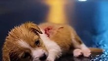 A highly realistic cinematic video of a small injured puppy lyin_