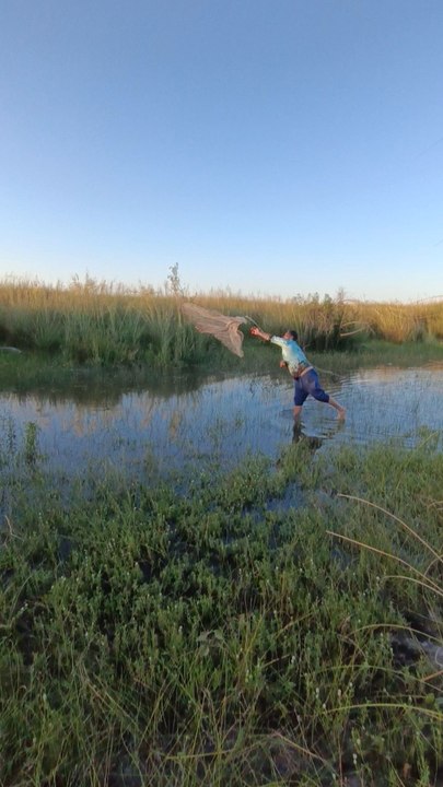 Pesca de sabalos con atarraya 🎣